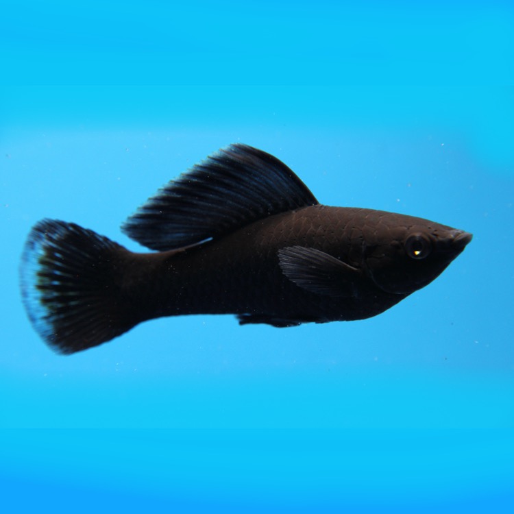 Poec.sphenops   Black molly M